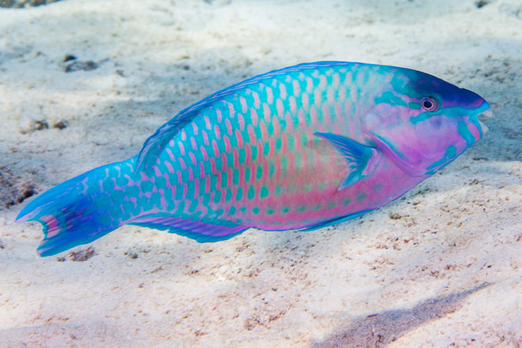 Fish Spotlight — Parrotfish | Hanauma Bay Snorkel Adventures