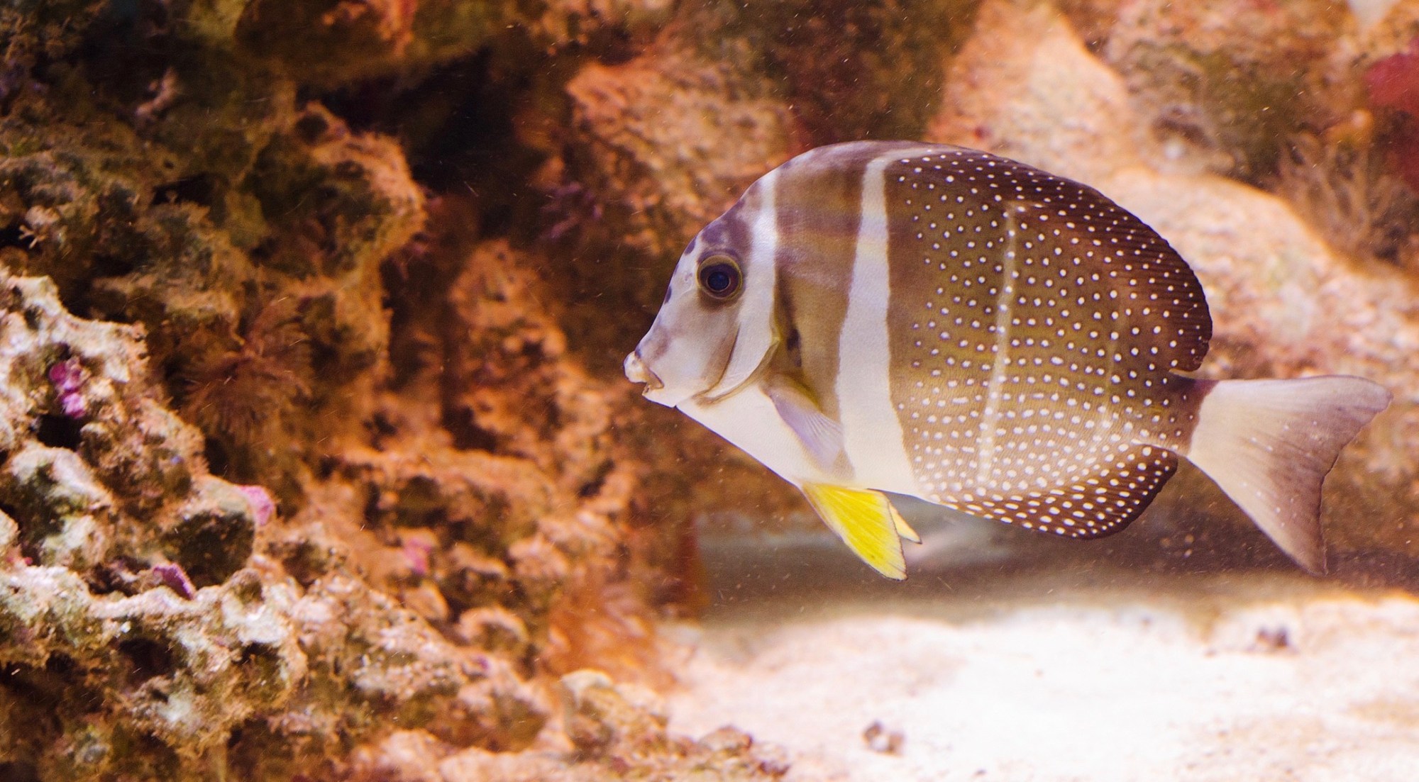 42507D52-C9DC-4291-9DFD-FDAD2EE84441