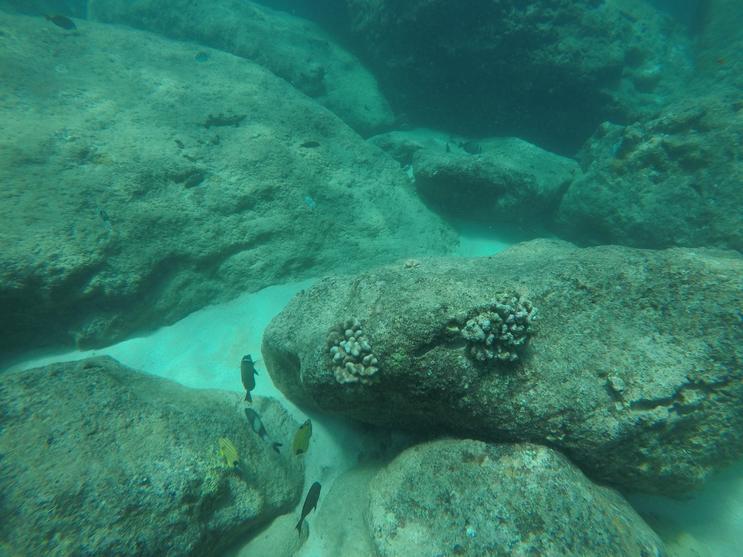 GPTempDownload_401f35